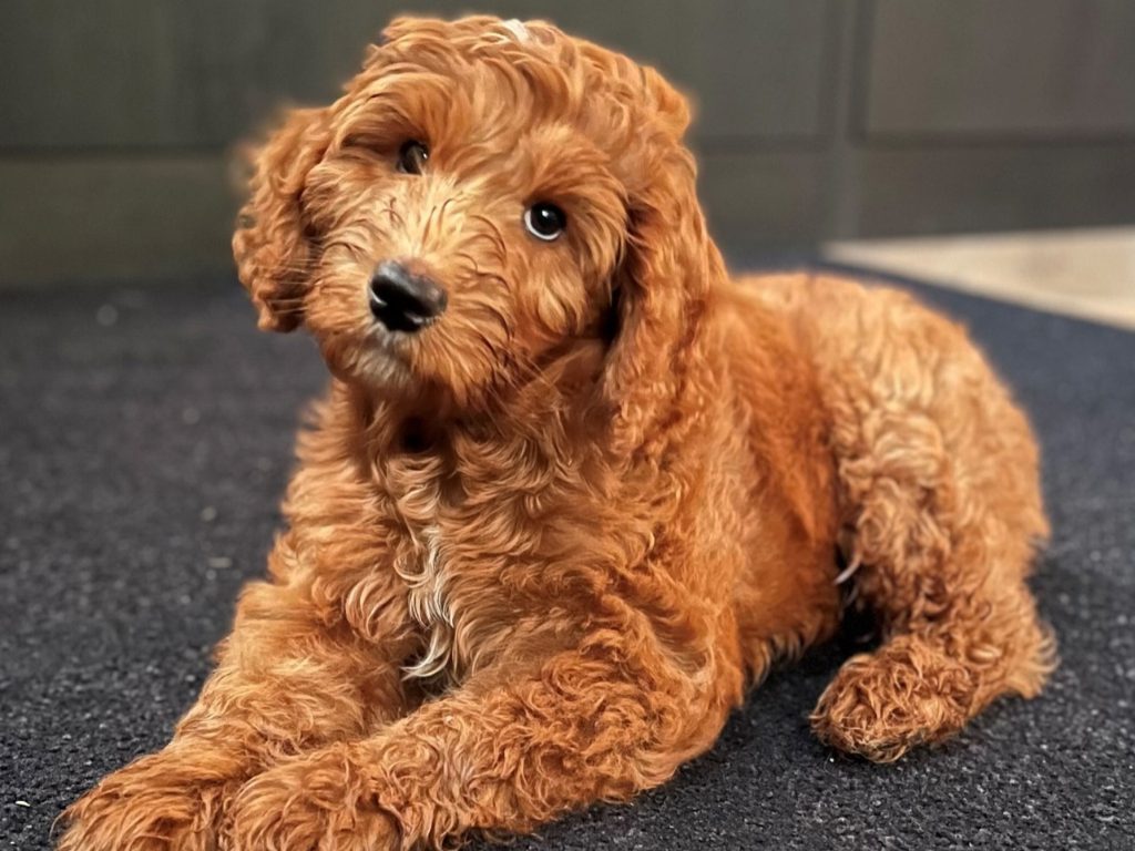 Hond op een OTIUM-vloer